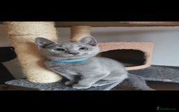 Russian Blue cats for sale: 3 russian blue kittens GCCF pedigree  - Image 7