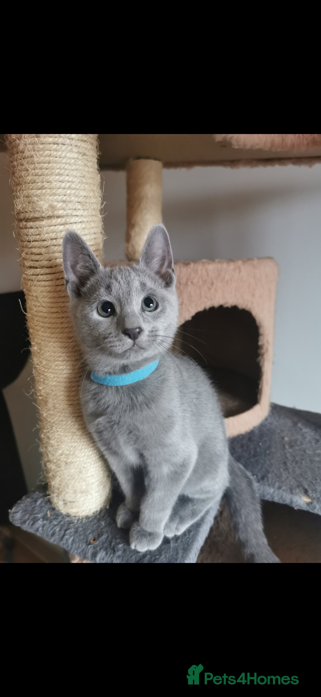 Russian Blue cats for sale: 3 russian blue kittens GCCF pedigree  - Image 7