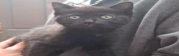 Mixed Breed cats for sale: Beautiful girls - Advert 2