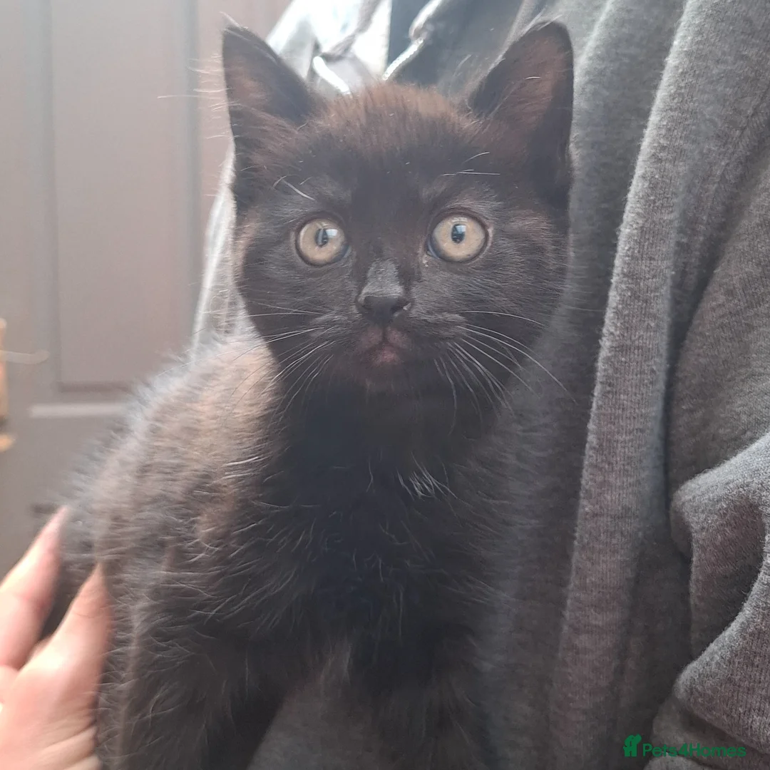 Mixed Breed cats for sale: Beautiful girls - Advert 2