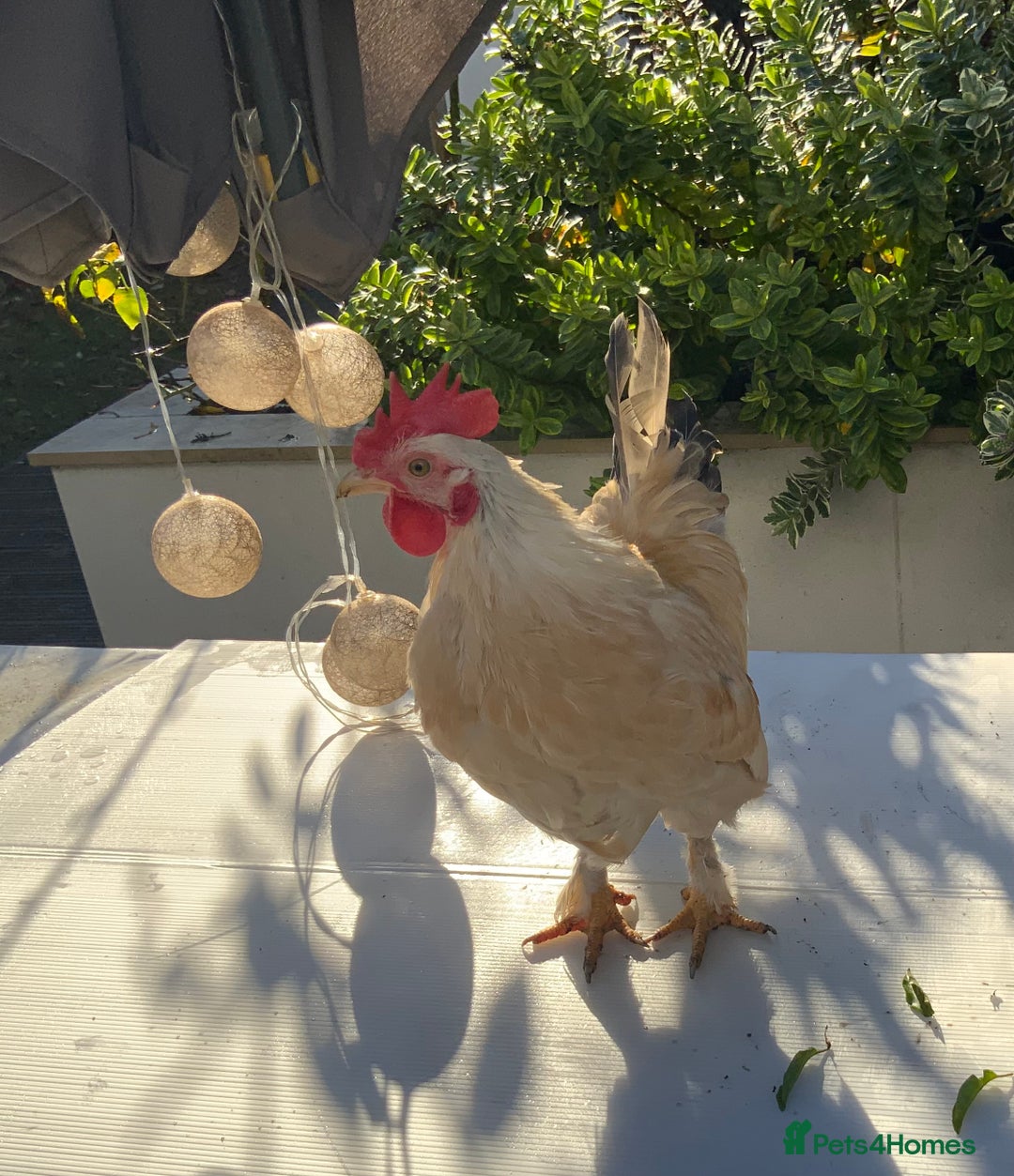 Chickens poultry for sale: Golden Bantam cockerels  - Advert 6