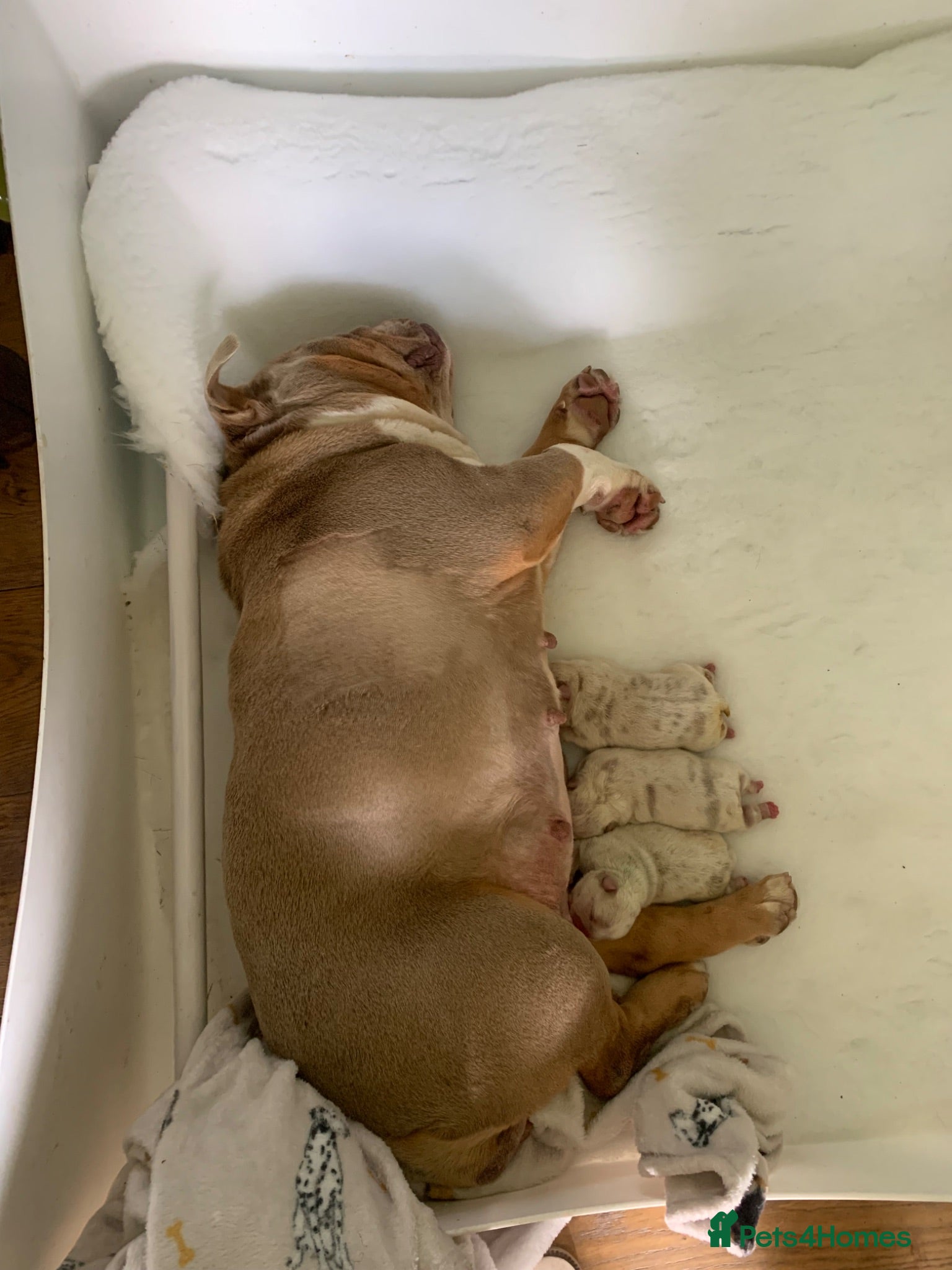 English Bulldog dogs Rare Lilac/ silver Merle Bulldog Pups - Advert 1
