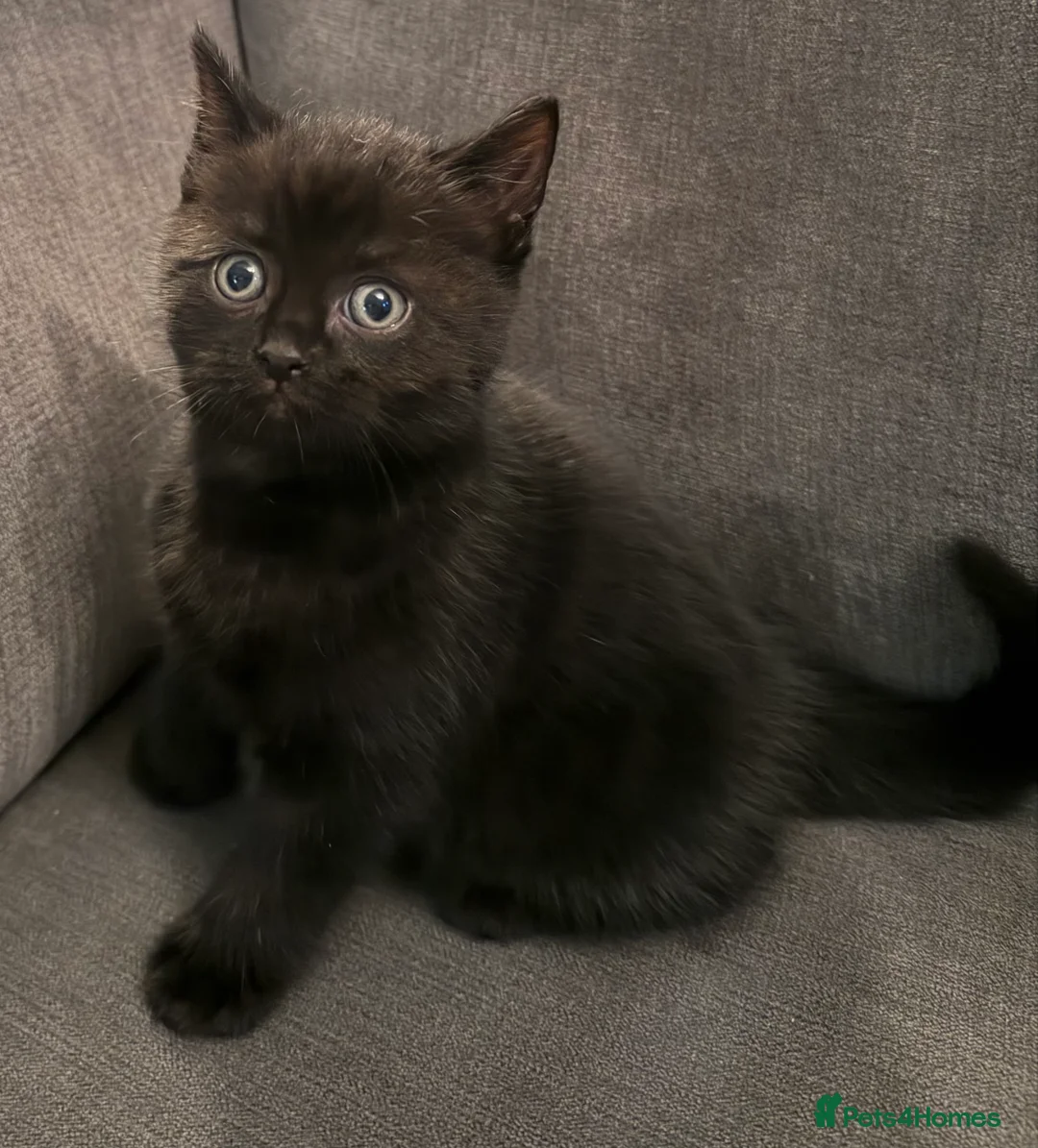 British Shorthair cats for sale: British shorthair kittens  - Advert 12