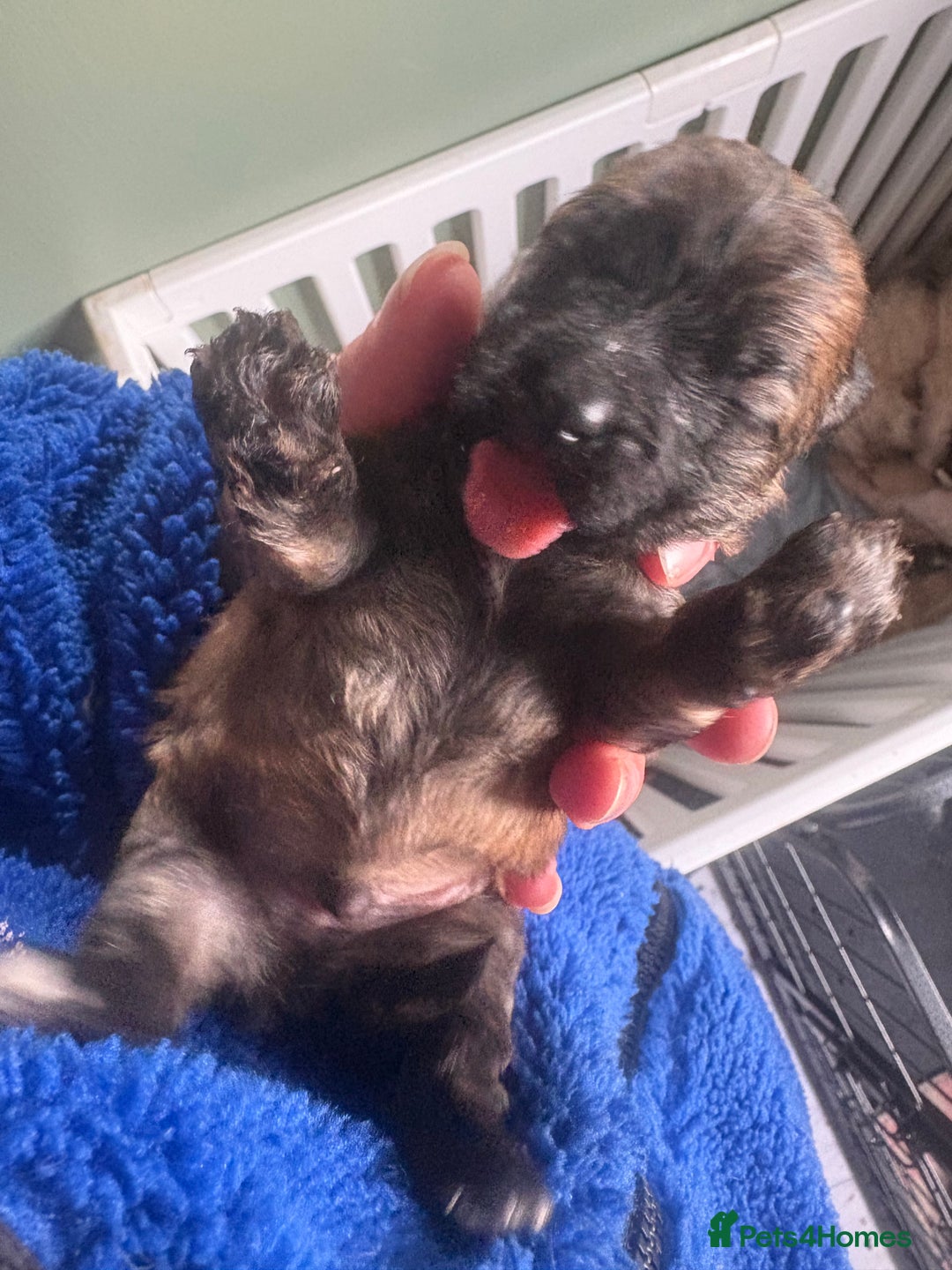 Poochon dogs for sale: Poochon pups - Image 5