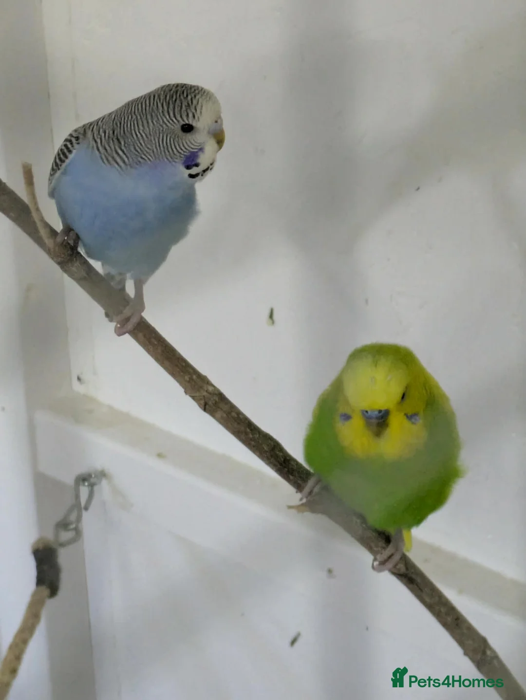 Budgerigars birds for sale: 4 young budgies and 4 adults - Advert 2