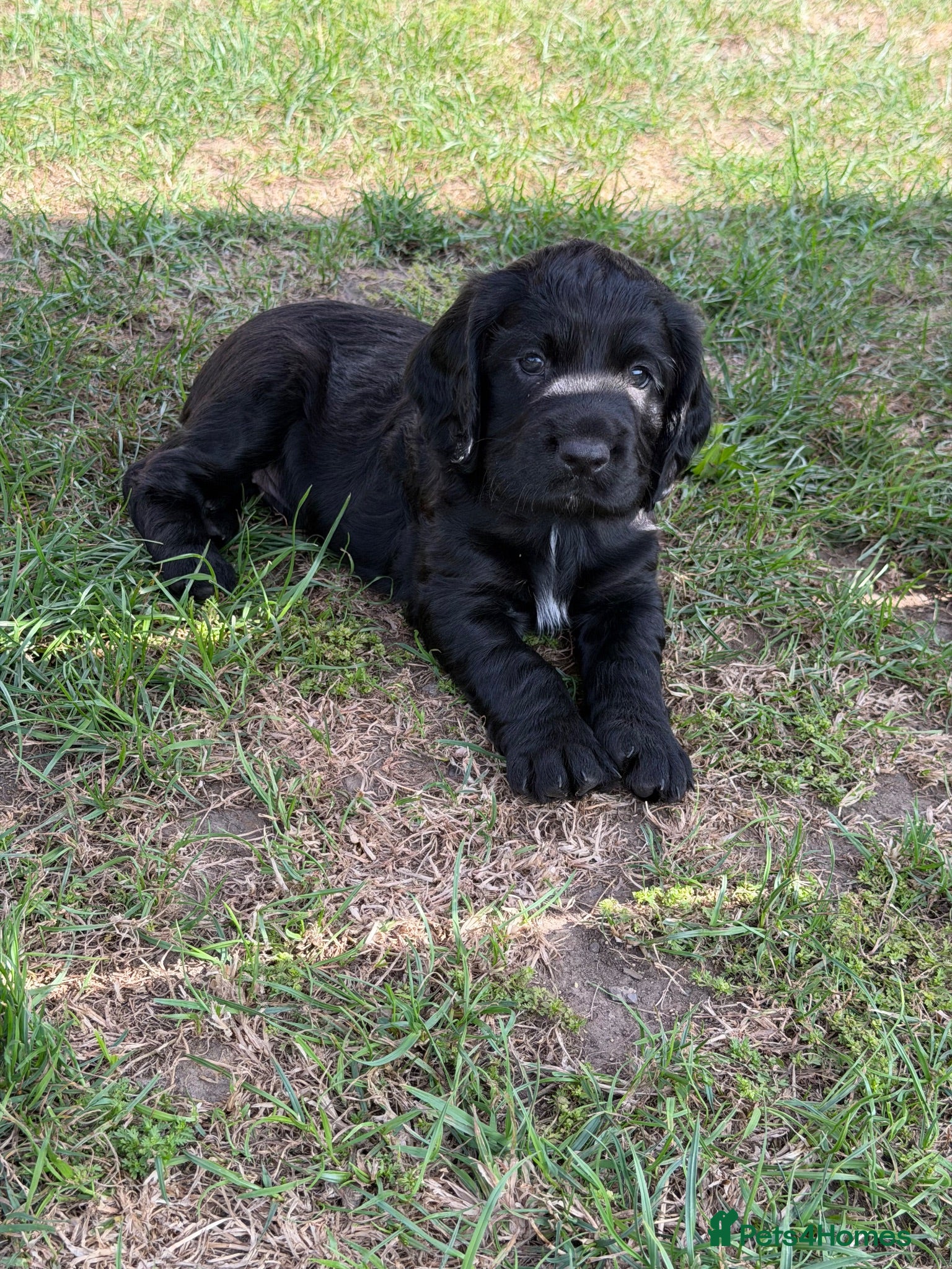 Cocker Spaniel dogs KC Registered Working Cocker Spaniels - Advert 7