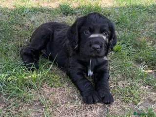 Cocker Spaniel dogs KC Registered Working Cocker Spaniels - Advert 1