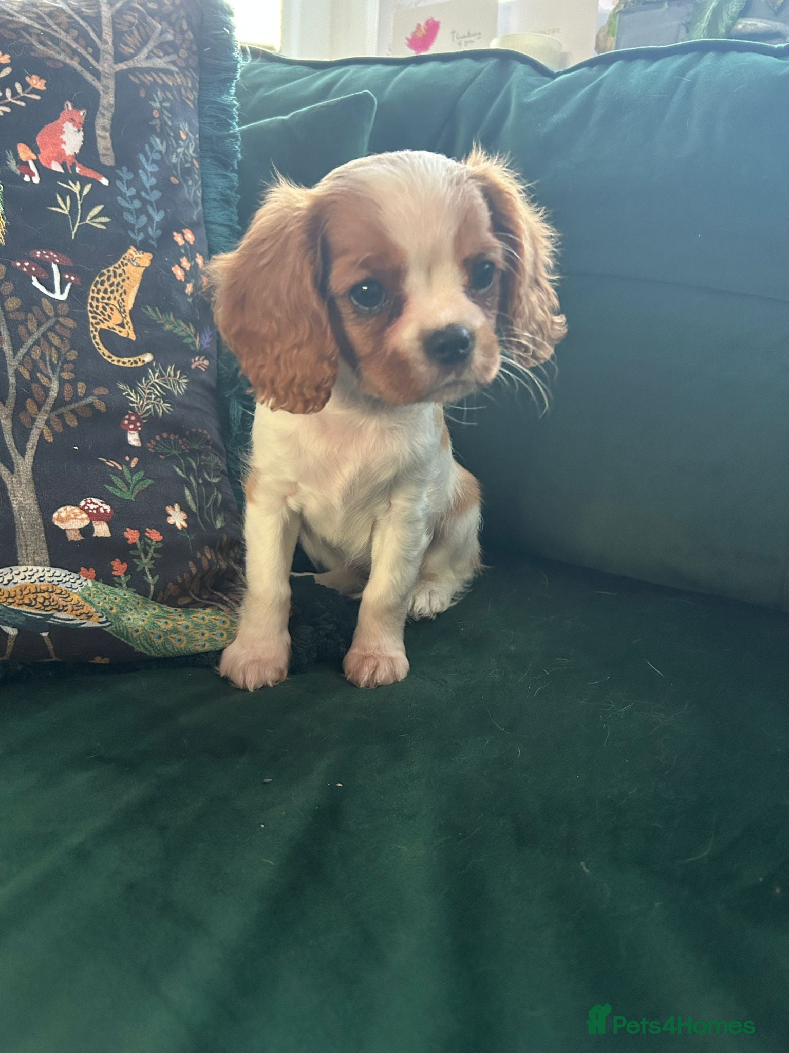 Cavalier King Charles Spaniel dogs Ready to leave now- KC Reg CKCS Blenheim Girl - Advert 13