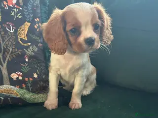 Cavalier King Charles Spaniel dogs Ready to leave now- KC Reg CKCS Blenheim Girl - Advert 13