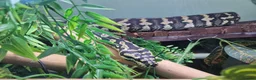 Python Snake reptiles for sale: Adult jungle carpet python - Advert 6