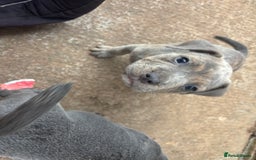 Mixed Breed dogs for sale: Staffy cross Frenchie puppies - Image 15