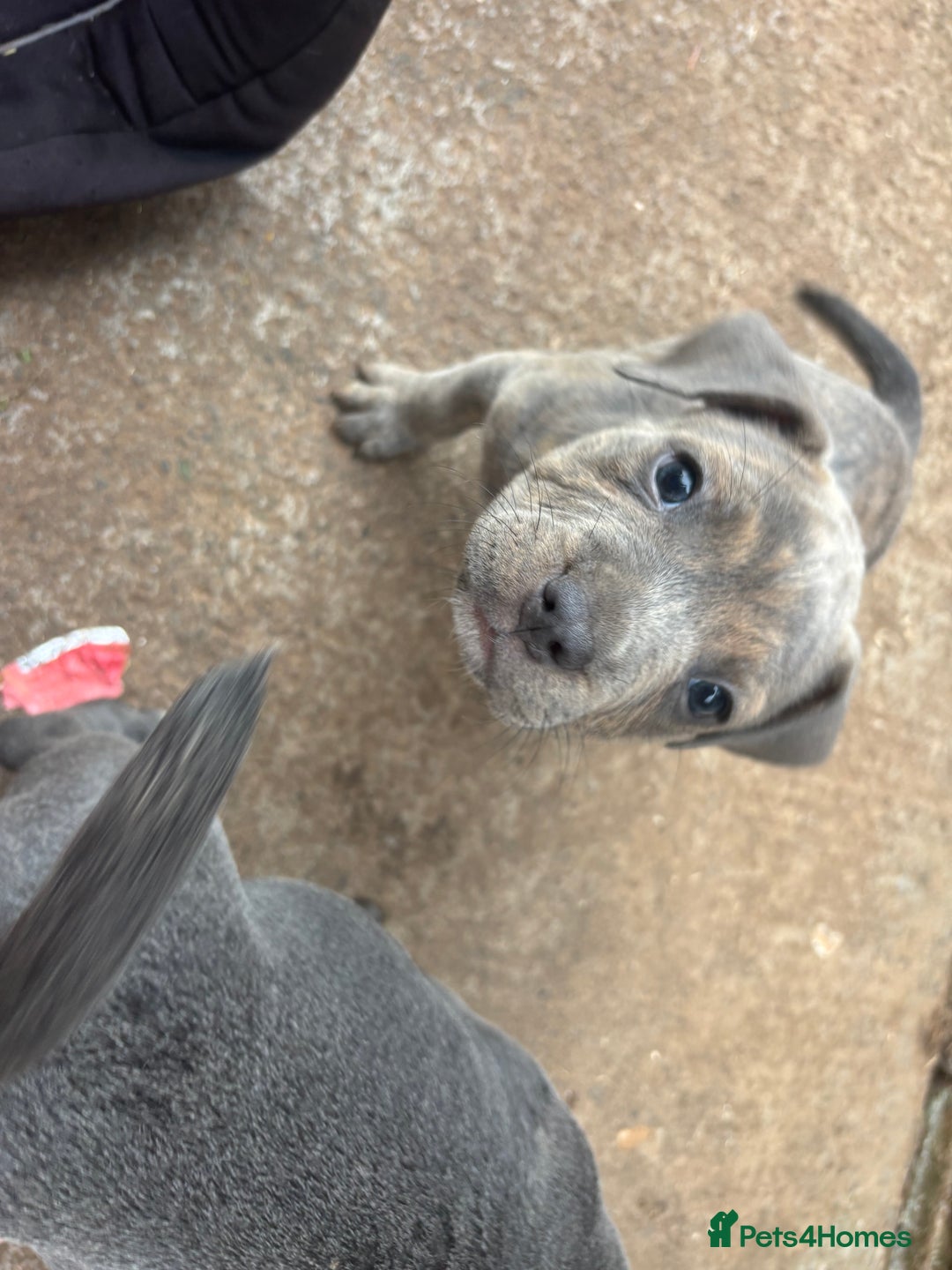 Mixed Breed dogs for sale: Staffy cross Frenchie puppies - Image 15