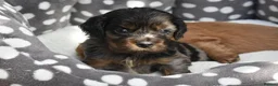 Cavapoo dogs for sale: Health Tested Cavapoo Puppies  - Advert 19