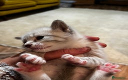 Mixed Breed cats for sale: Kittens for sale - Image 7