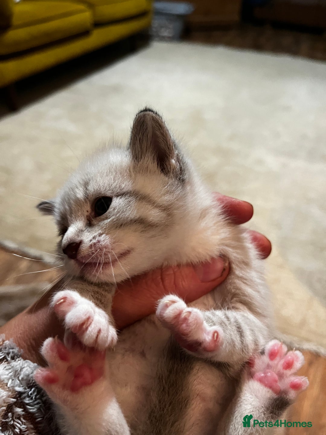 Mixed Breed cats for sale: Kittens for sale - Image 7