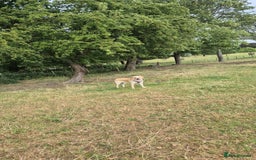 Goldador dogs for sale: 1 year old goldador male - Image 5