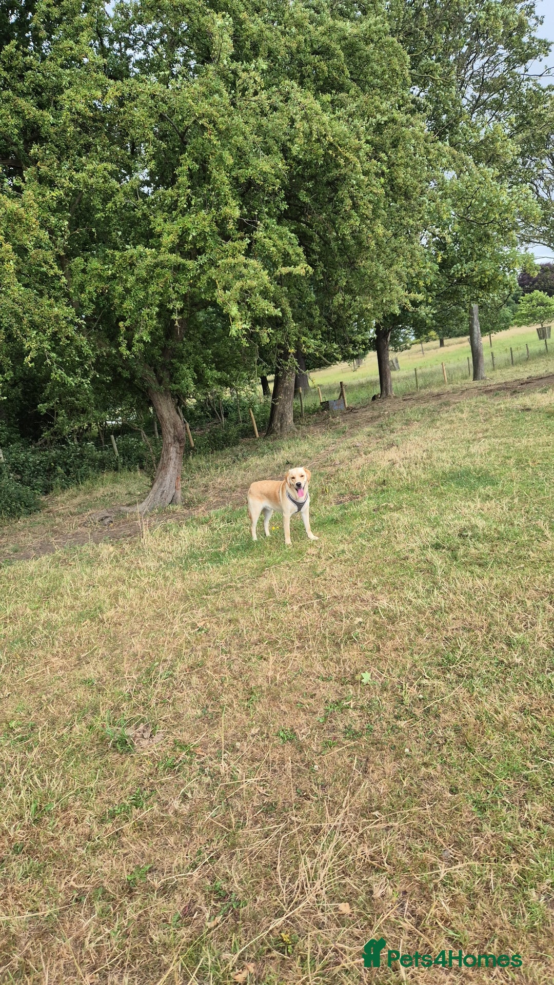 Goldador dogs for sale: 1 year old goldador male - Image 5