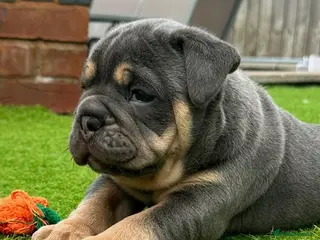 Mixed Breed dogs Stunning New England Bulldogs - Advert 6