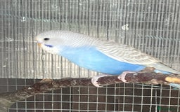 Budgerigars birds for sale: Budgies - Image 4