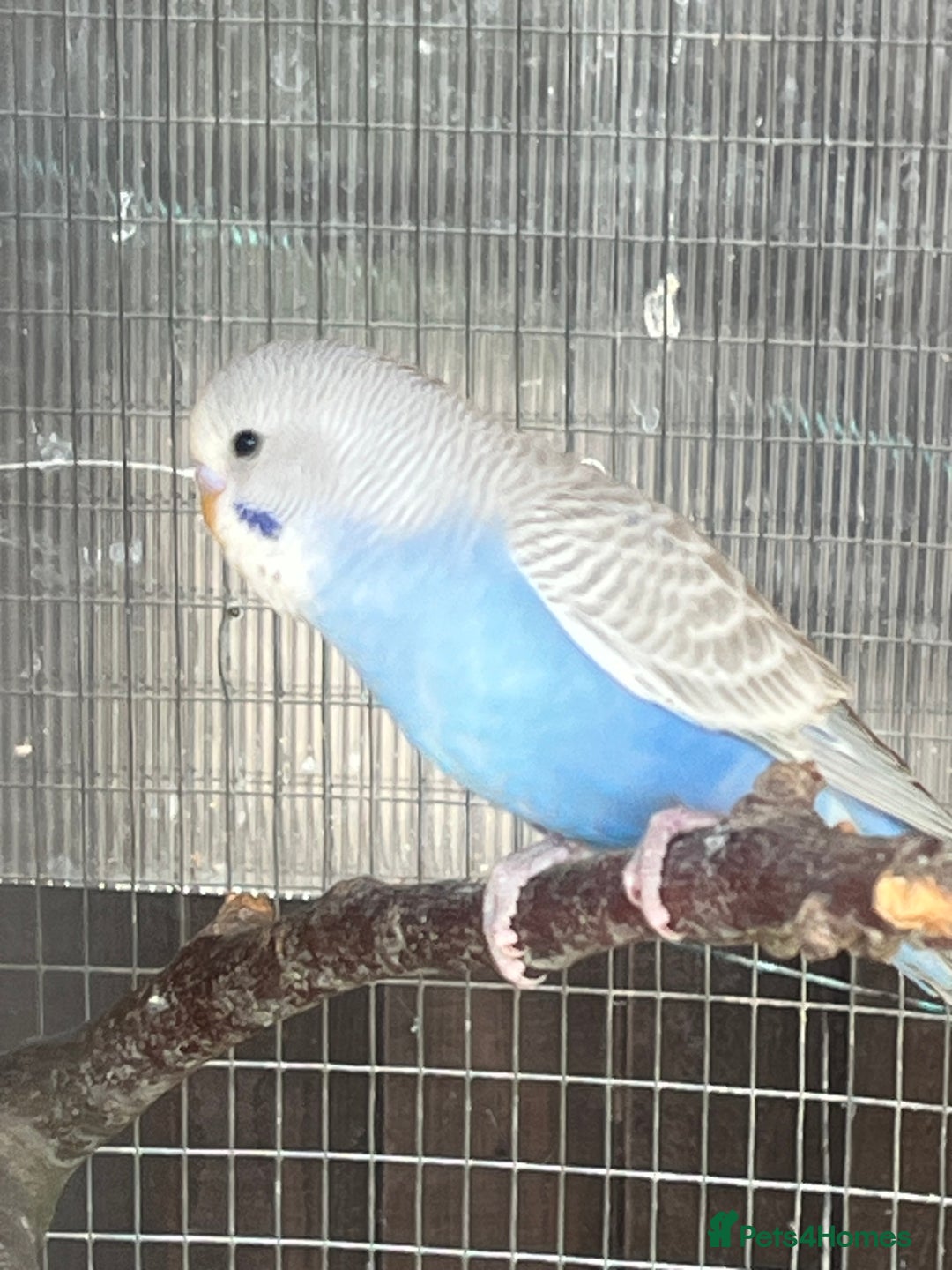 Budgerigars birds for sale: Budgies - Image 4