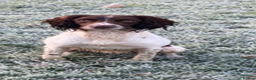 English Springer Spaniel dogs for stud: English springer spaniel  - Advert 6