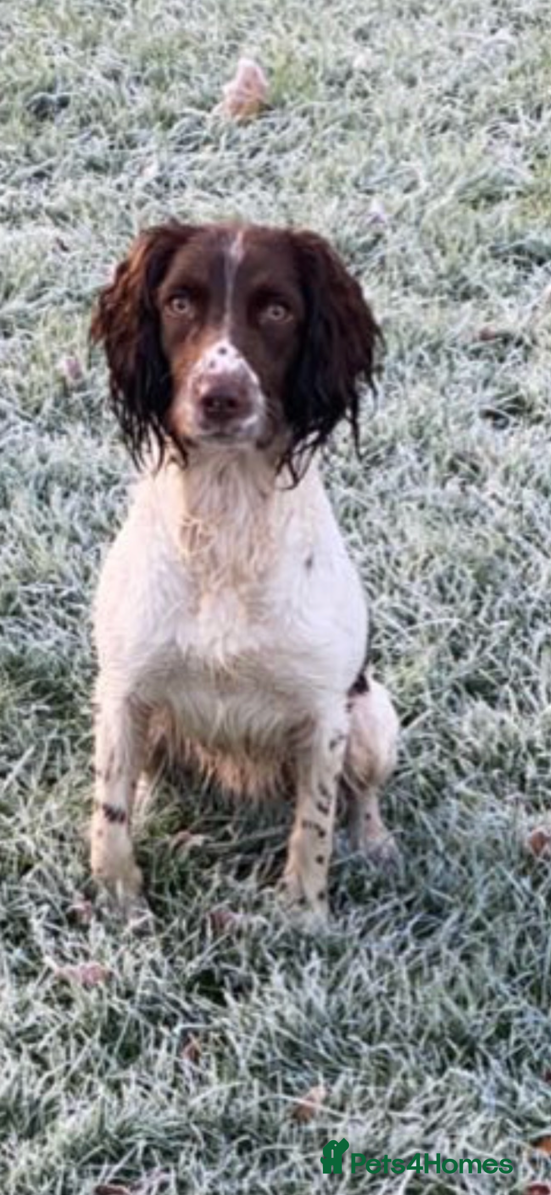 English Springer Spaniel dogs for stud: English springer spaniel  - Advert 6
