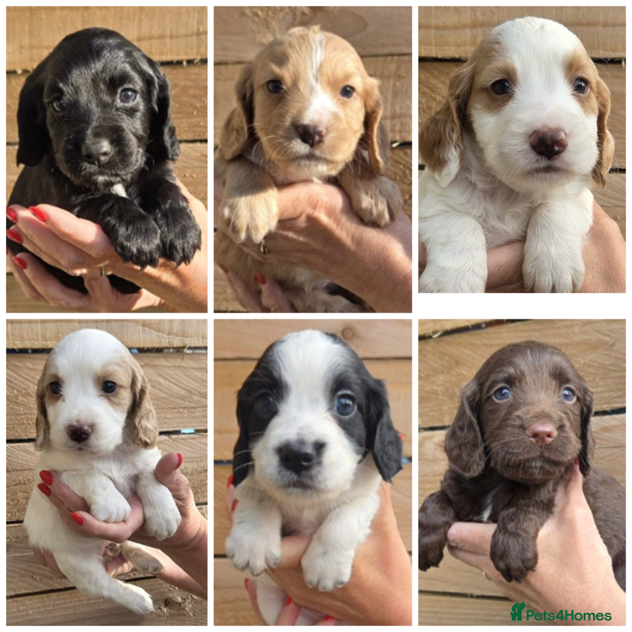 Cocker Spaniel dogs Beautiful KC Reg Working Cocker Spaniels Puppies - Advert 1
