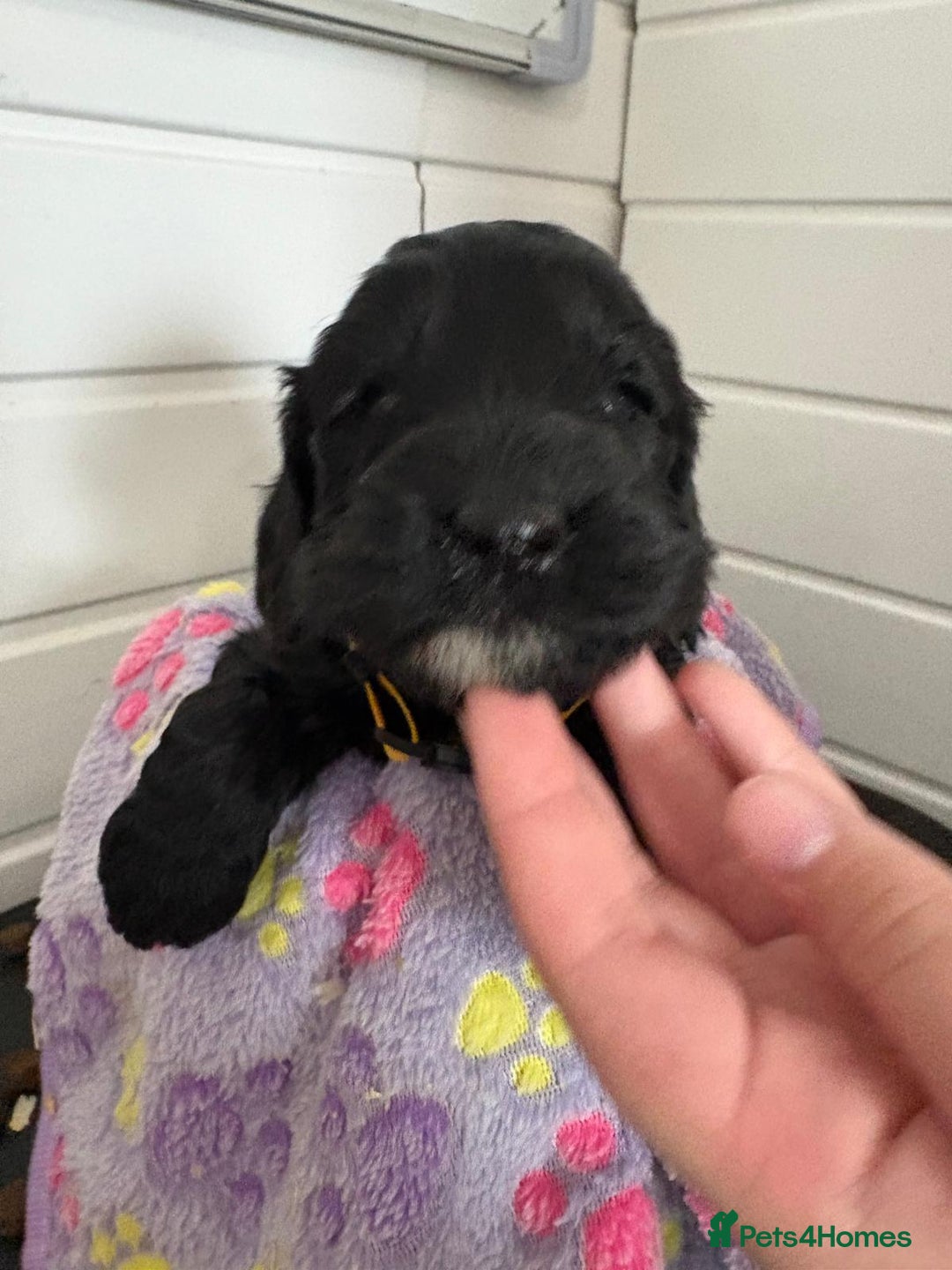 Cockapoo dogs for sale: 5 cockapoo puppy ready 13nov  - Image 23