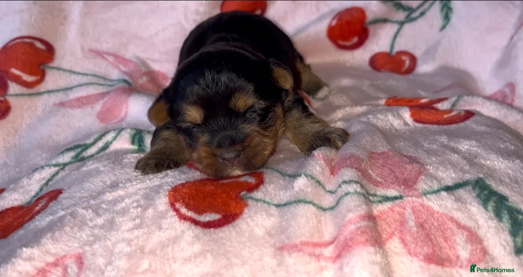 Yorkshire Terrier dogs for sale: Beautiful Standard Size Yorkshire Terrier Puppies - Advert 6