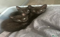 Bombay cats for sale: 3 kittens - Image 1