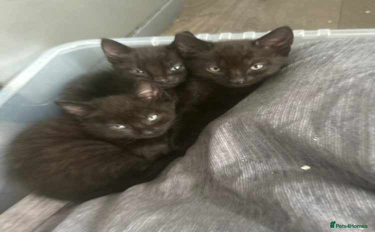 Bombay cats for sale - Advert 1