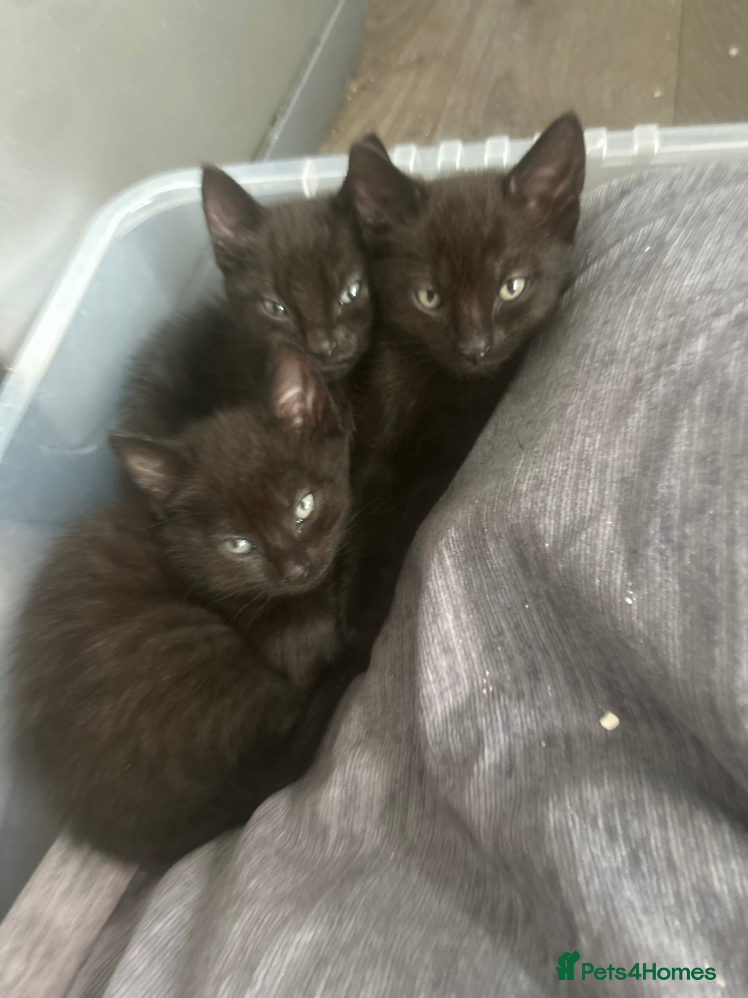 Bombay cats for sale: 3 kittens - Image 1