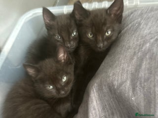 Bombay cats - Advert 9