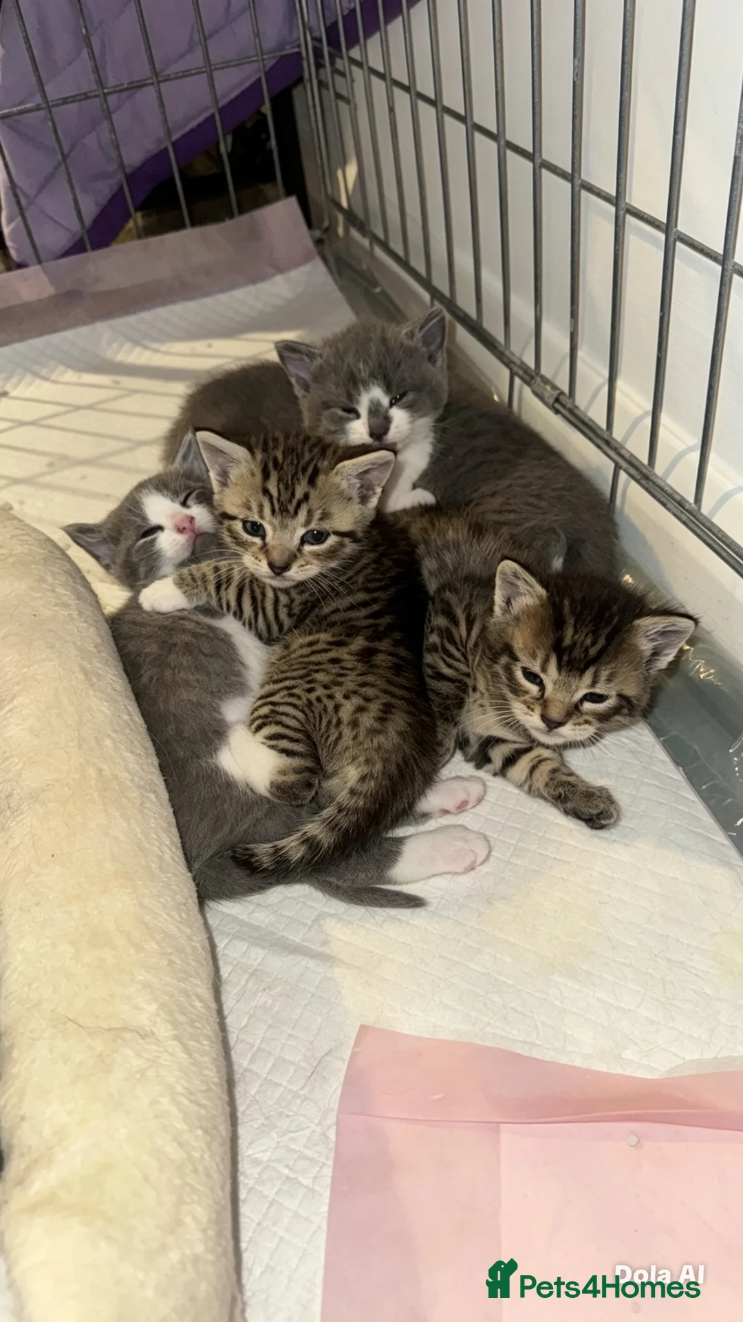 Mixed Breed cats for sale: Kittens  - Advert 1