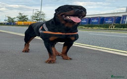 Rottweiler dogs for sale: Beautiful Rottweiler FREE - Advert 4