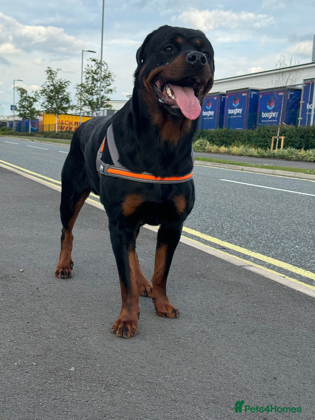 Rottweiler dogs for sale: Beautiful Rottweiler FREE - Advert 4