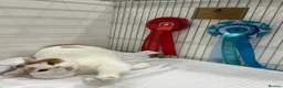British Shorthair cats for sale: Cream and white male British shorthair  - Advert 7