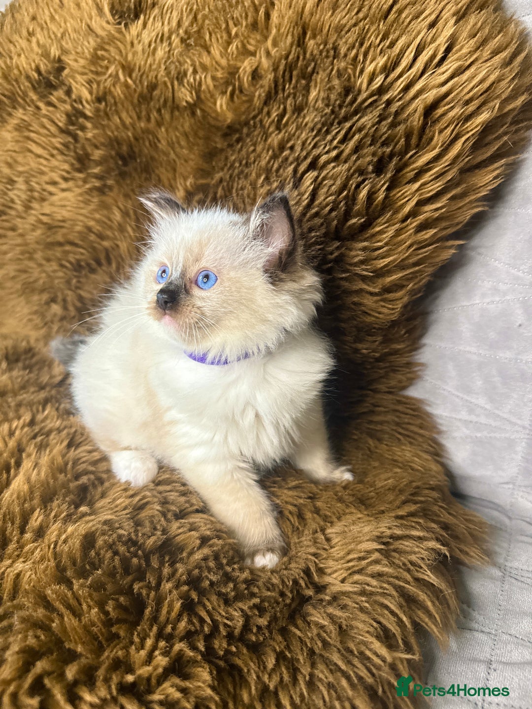 Ragdoll cats for sale: GCCF Sealpoint Mitted/Blue Lynx Ragdoll kittens - Image 24