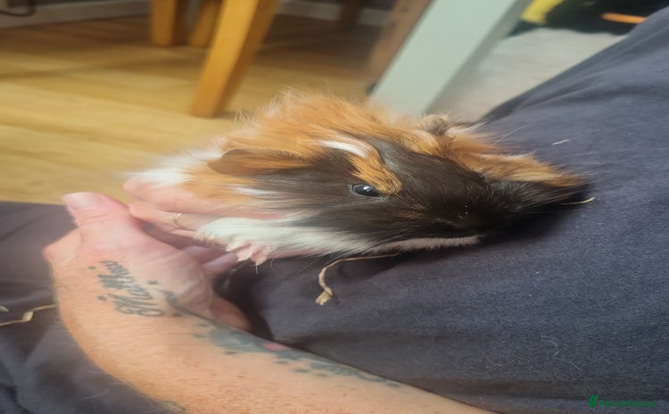 Guinea Pig rodents - Advert 1