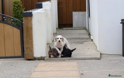 Cavapoochon dogs for sale: Beautiful Cavapoochon puppies for sale - Image 38