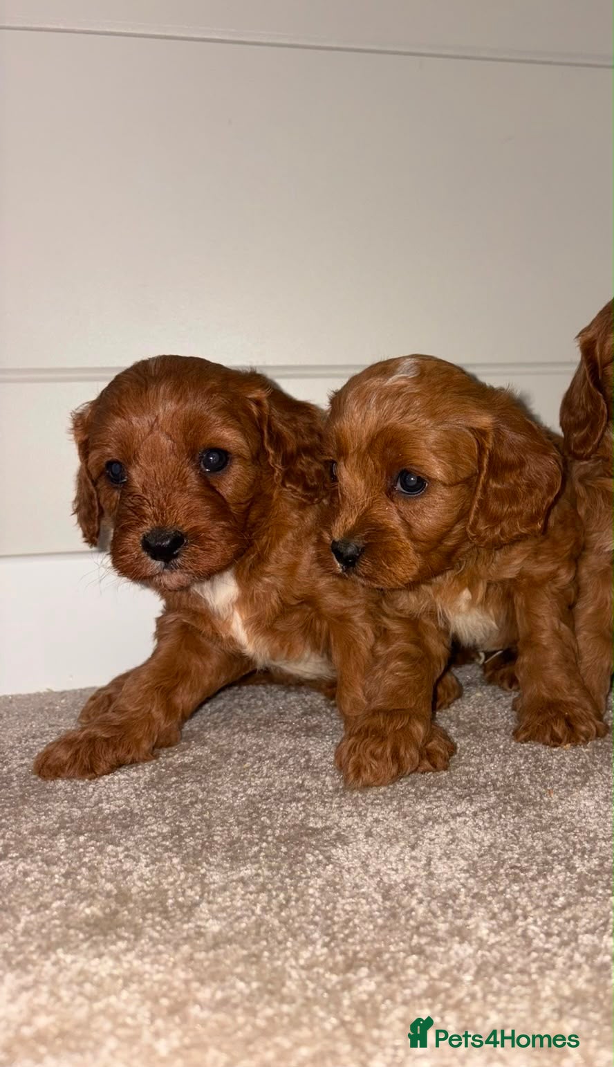 Cavapoo dogs Beautiful Red F1 Cavapoo puppies 1 boy available  - Advert 1