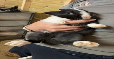Mini Lop rabbits - Advert 2