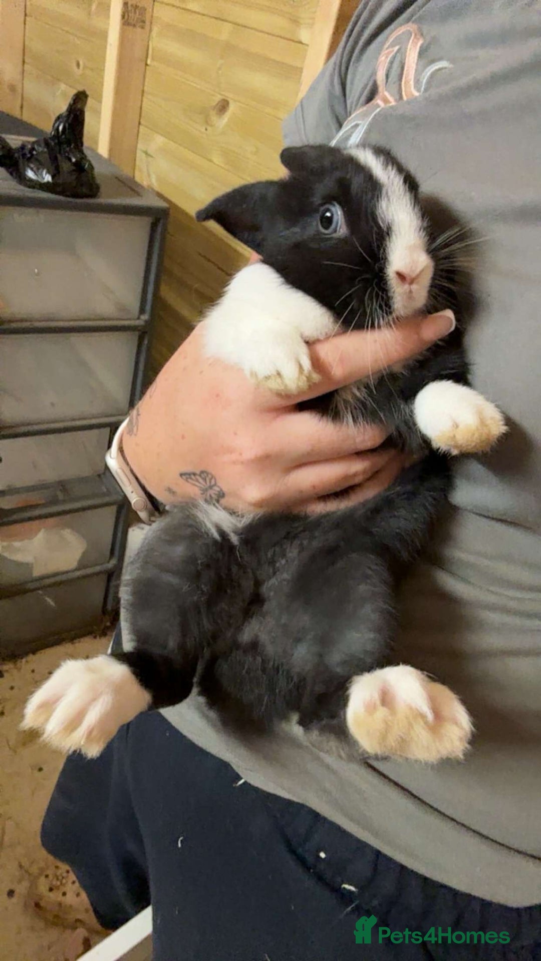 Mini Lop rabbits for sale: 2 little does🩷 - Image 2