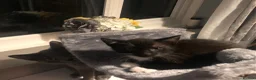 Mixed Breed cats for sale: Beautiful black and white brothers  - Advert 4