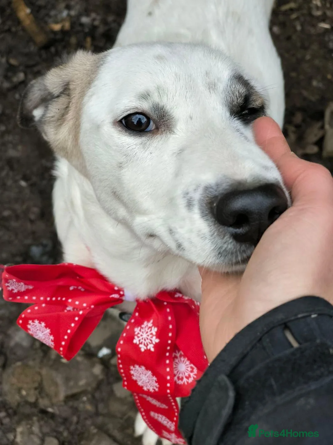 Mixed Breed dogs for adoption: ❤️PLIAMKA❤️8.5-month-old loving and playful girl in Oxford - Advert 16