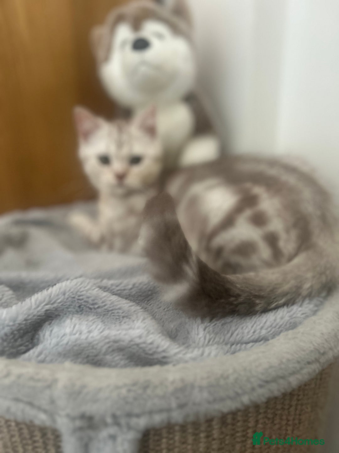 Scottish Fold cats for sale: Beautiful Scottish fold baby’s  in Reading - Image 7