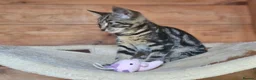 Mixed Breed cats for sale: Half Bengal Kittens - Advert 14
