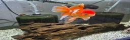 Goldfish fish for sale: Full setup including fish and snails  in Hebburn - Advert 5