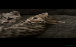 Bengal cats for sale: One Bengal male Remaining - Advert 3