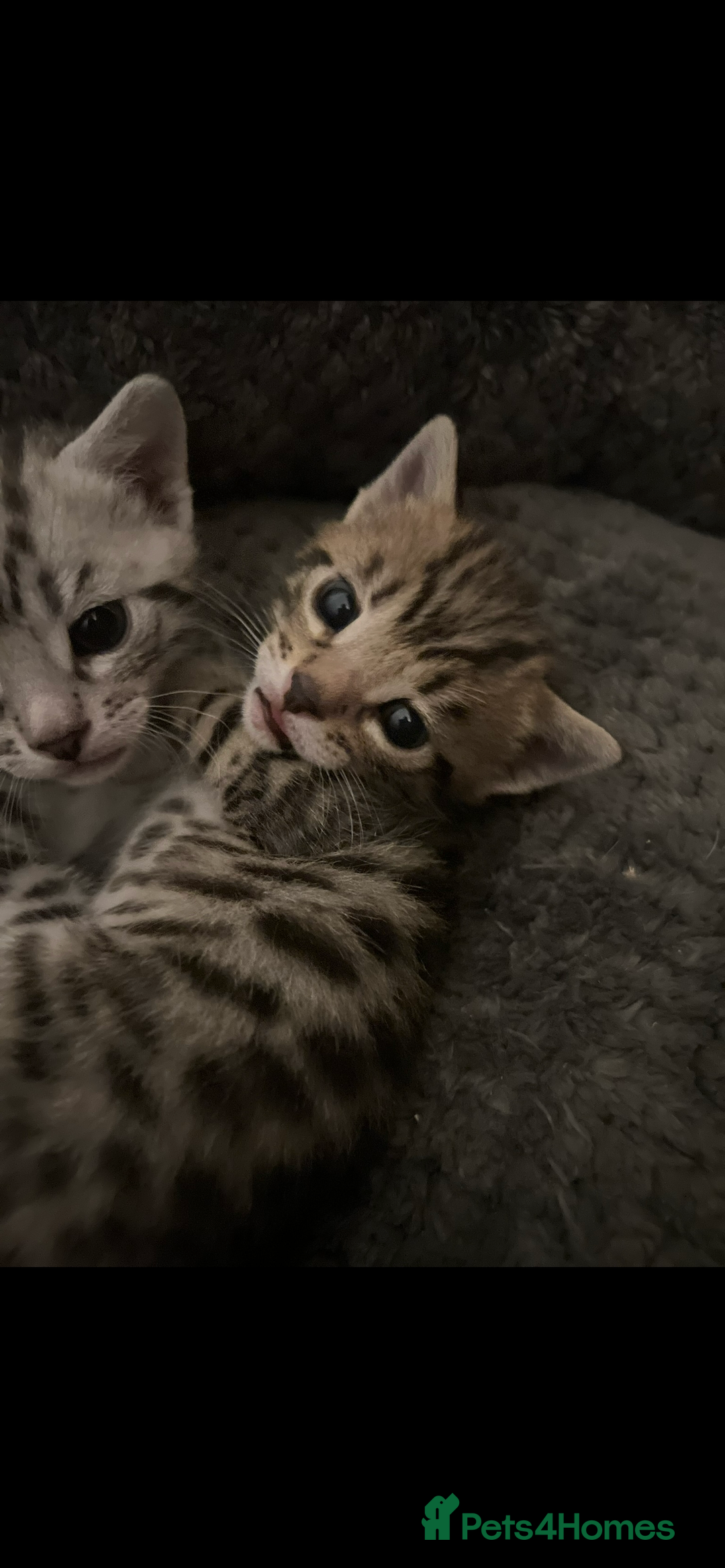 Bengal cats for sale: One Bengal male Remaining - Advert 3